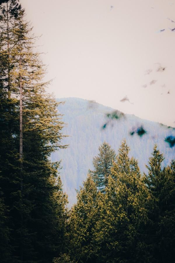 Forested hills near Maple Ridge with a mountain rising behind the treeline