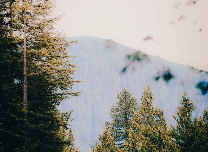 Forested hills near Maple Ridge with a mountain rising behind the treeline