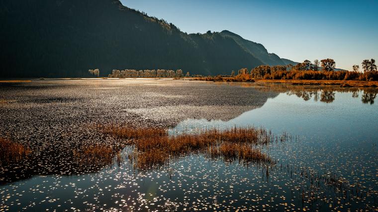 Wetlands and reflective water near Pitt Meadows with mountains behind