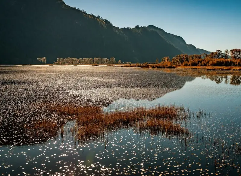 Wetlands and reflective water near Pitt Meadows with mountains behind